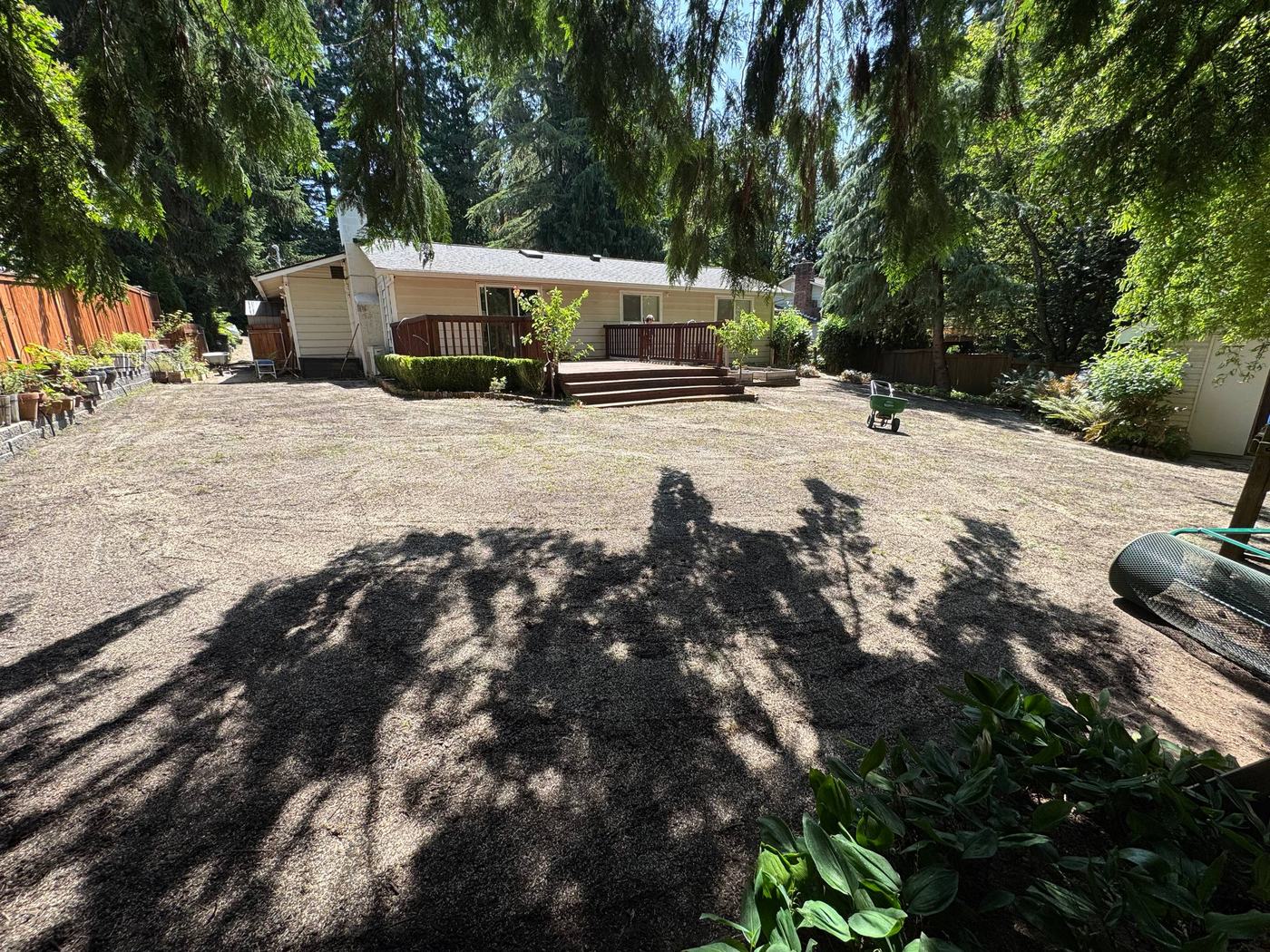 Shaded backyard lawn renovation and overseeding, before