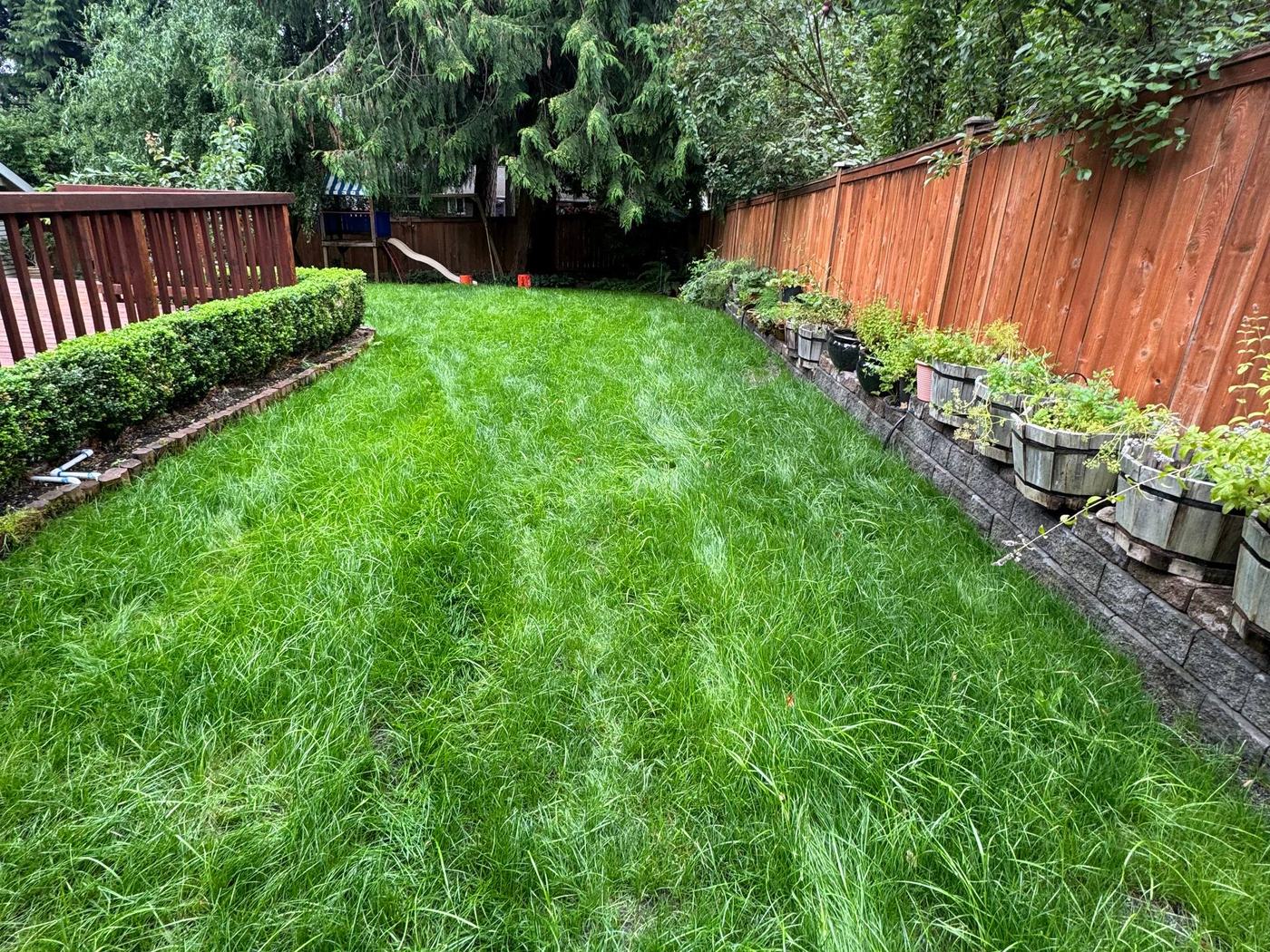 Side yard lawn seeding and restoration, after