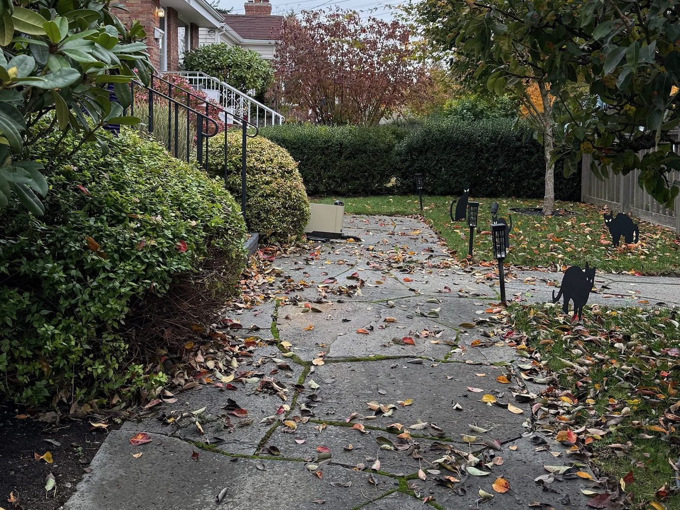 Flagstone walkway and front lawn fall leaf cleanup, before